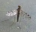 Sylvicola dubius with spread wings in Rotorua, New Zealand