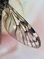 Close-up of wing pattern of a Sylvicola dubius in Auckland, New Zealand