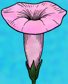 Diagram of sympetalous flower