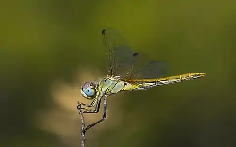 Sympetrum fonscolombii female