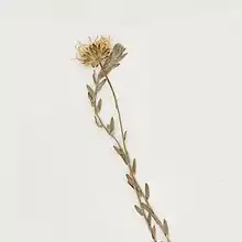 S. bimater: Details of the inflorescence of a specimen of Symphyotrichum bimater stored in the New York Botanical Garden Steere Herbarium