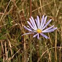 Photo of a flower head of S. chapmanii taken 24 November 2015 in Apalachicola National Forest, Florida.