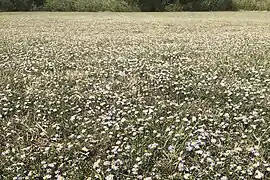 Growing in a large field