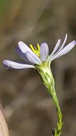 Involucre, phyllaries, and bracts