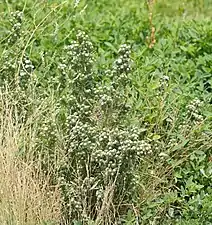 Symphyotrichum frondosum