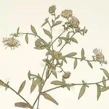 S. greatae: Close-up of the inflorescence of a Symphyotrichum greatae herbarium specimen collected 13 October 1970, Los Angeles County, California, US.