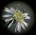 Microscopic photo of S. lateriflorum flower head showing disk florets closed, open and reflexed, anther cylinders, stamens, styles (separating and separated), pollen has been collected. There are ray florets with separated styles and some pappi exposed.