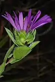 Bracts, involucre, and phyllaries