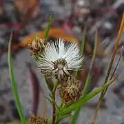 Fruiting plant