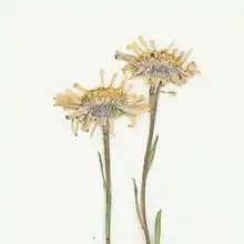 S. yukonense: Flower head close-up cropped from a Symphyotrichum yukonense specimen collected 11 July 1970 from Kayak shale, about 13 miles due west of Sam Lake, Yukon, Canada, at 2001 feet elevation; stored at New York Botanical Garden