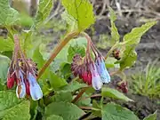 Close-up of flowers