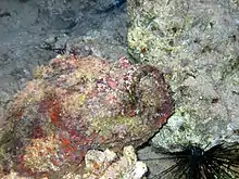 The spines on the back of the Stonefish are venomous and can penetrate a rubber-soled shoe. The fish is extremely well camouflaged and care should be taken to avoid stepping on it. The venom can be fatal.