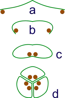 Image 16The evolution of syncarps. a: sporangia borne at tips of leaf b: Leaf curls up to protect sporangia c: leaf curls to form enclosed roll d: grouping of three rolls into a syncarp (from Evolutionary history of plants)