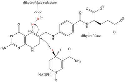 example of synergistic catalysis in biology