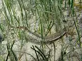 Among seagrass.