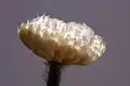 Macro closeup of opened button inflorescence