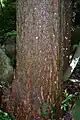 Bark on a large Synoum tree