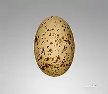 Egg