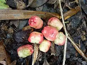 Fruit on the forest floor