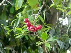 Ripe fruits