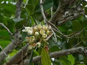 Fruits beginning to develop just after flowering