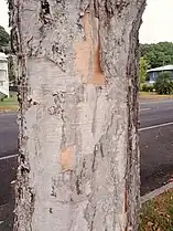 Trunk with papery bark