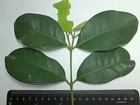 Leaves