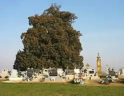 Its 700 years old linden tree in the cemetery is a symbol of the village