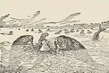 On slightly yellow paper using black ink, there is Kotick the white seal with his arms protruding straight up out of the water. He is facing a sea cow who is darkly shaded, has large nostrils, small eyes, stocky body, and covered in seaweed. Behind Kotick is another sea cow who is eating seaweed, and in the background there are many other sea cows. One of the sea cows is sticking its tail out of the water, which resembles that of a dolphin. The coastline is visible to the right.