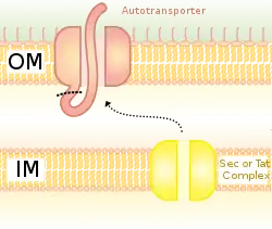 Autotransporter System