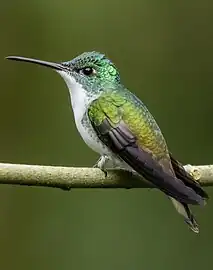 male U. f. viridiceps, Bellavista Cloud Forest Reserve, Ecuador