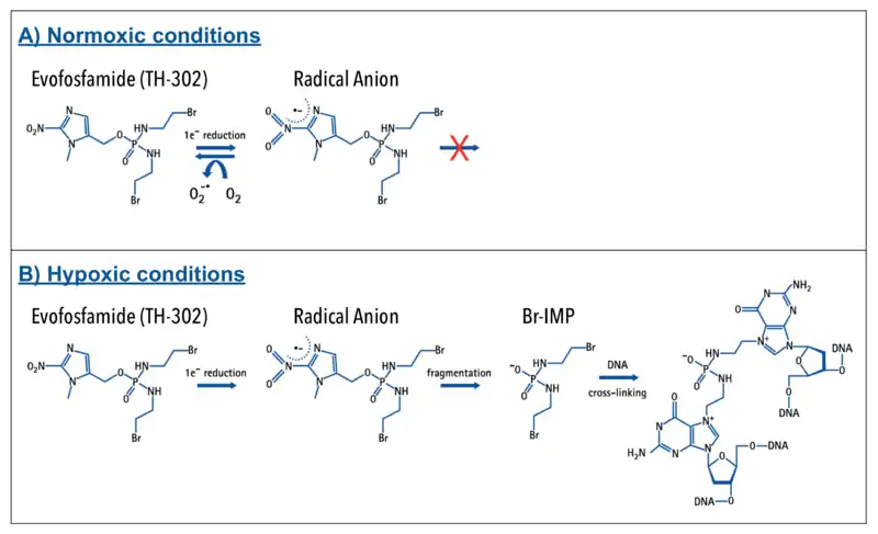 Activation of eofosfamide to the active drug Br-IPM, and mechanism of action via cross-linking of DNA