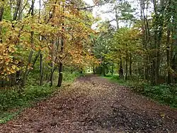 The mixed forest of Merimetsa.