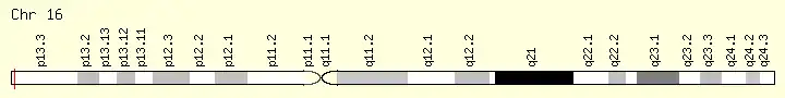 TMEM8A-gene