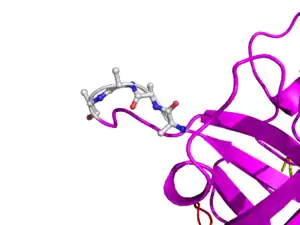 In TNK-tPA, these amino acids have been replaced by four Alanines. This mutation is responsible for increased resistance to PAI-1.