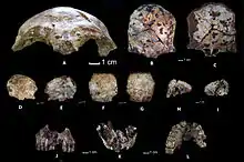 Image 26Ancient human fossil remains from Tam Pa Ling cave (from History of Laos)