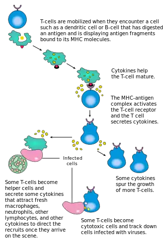 Diagrammatic summary of T cell activation