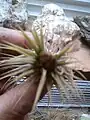 Seed pods on T. ionantha in the center of the rosette