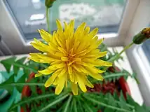 Head in full bloom. A Taraxacum japonicum flower has fewer florets than that of Taraxacum officinale.