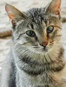 A tabby cat with a third, translucent eyelid covering part of either eye