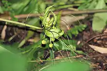 Ankarana arrowroot, Tacca ankaranensis, flower