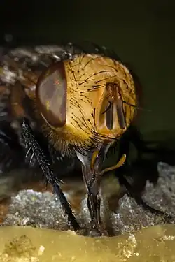 Image 15Insect mouthpartsPhoto: Richard BartzA macro view of a Gonia capitata fly feeding on honey, showing its proboscis and pedipalps (the two appendages protruding from the proboscis), two types of insect mouthparts. The proboscis actually comprises the labium, a quadrupedal structure, and a sponge-like labellum at the end. Flies eat solid food by secreting saliva and dabbing it over the food item. As the saliva dissolves the food, the solution is then drawn up into the mouth as a liquid. The labellum's surface is covered by minute food channels which form a tube leading to the esophagus, and food is drawn up the channels by capillary action.More selected pictures