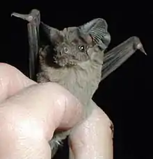 Closeup of Mexican free-tailed bat