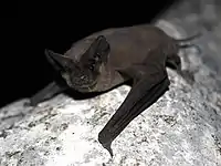 A brown-furred bat with wings that are made of skin.