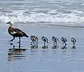 Female with six chicks on Opunake Beach