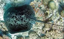 Overhead view of a stingray on a reef, showing its nearly circular shape