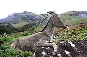 The Nilgiri Tahr in the Mountains of the Western Ghats.