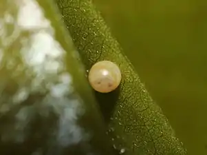 Egg