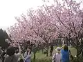 Cherry Blossom