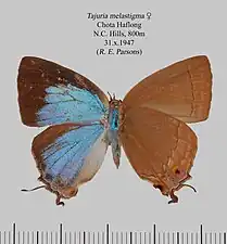 Museum specimen